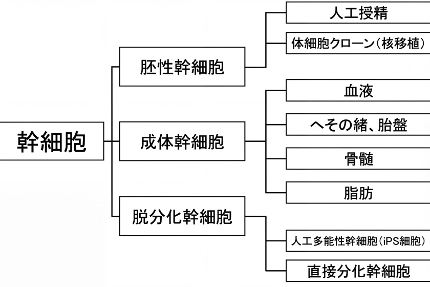 줄기세포 분화 능력