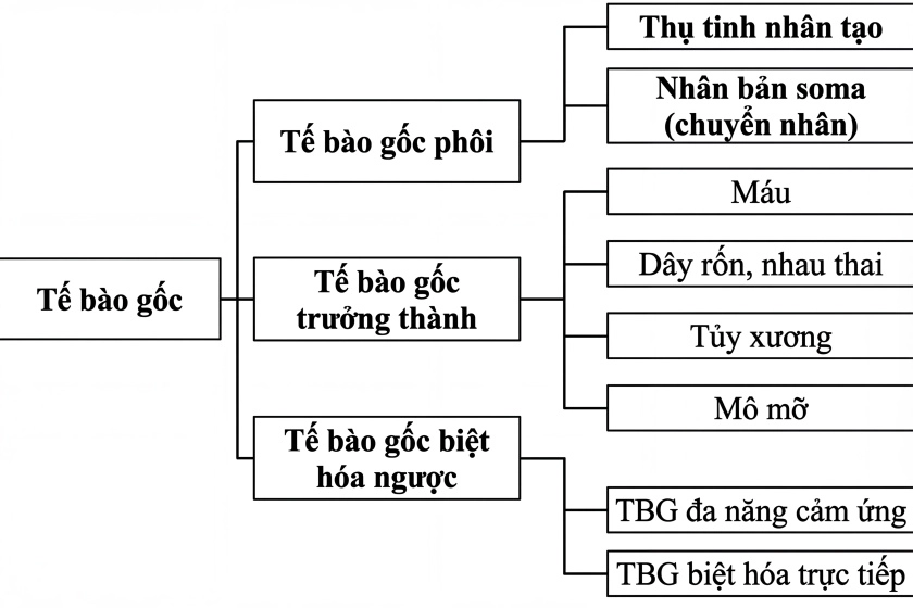 줄기세포 분화 능력